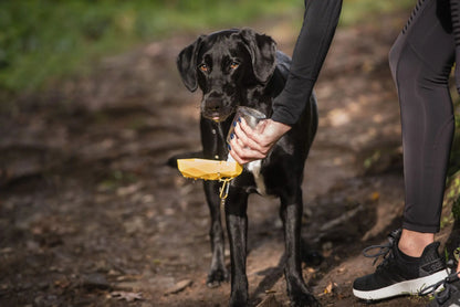 Pet Water Bottle